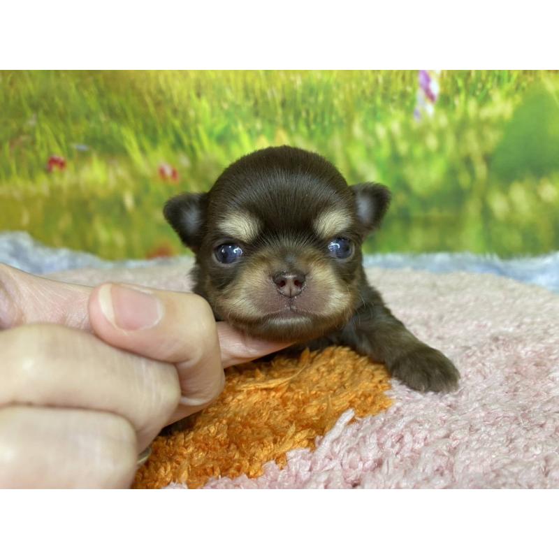 販売中の神奈川県のチワワ(ロングコート)-447983の4枚目