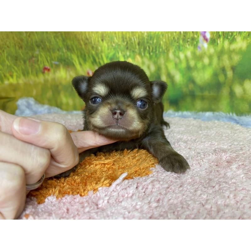 販売中の神奈川県のチワワ(ロングコート)-447983の3枚目