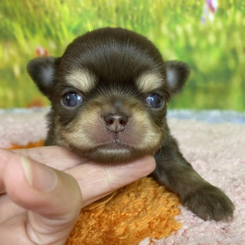 販売中の神奈川県のチワワ(ロングコート)-447983の1枚目