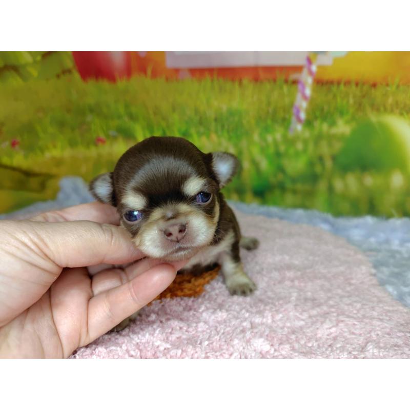 販売中の神奈川県のチワワ(ロングコート)-447984の3枚目