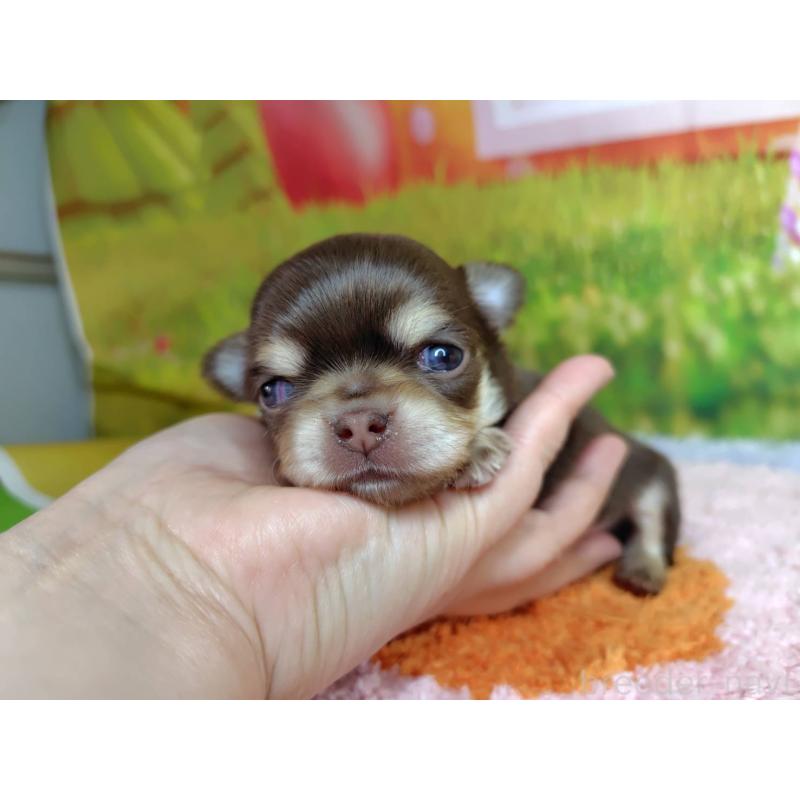 販売中の神奈川県のチワワ(ロングコート)-447984の2枚目