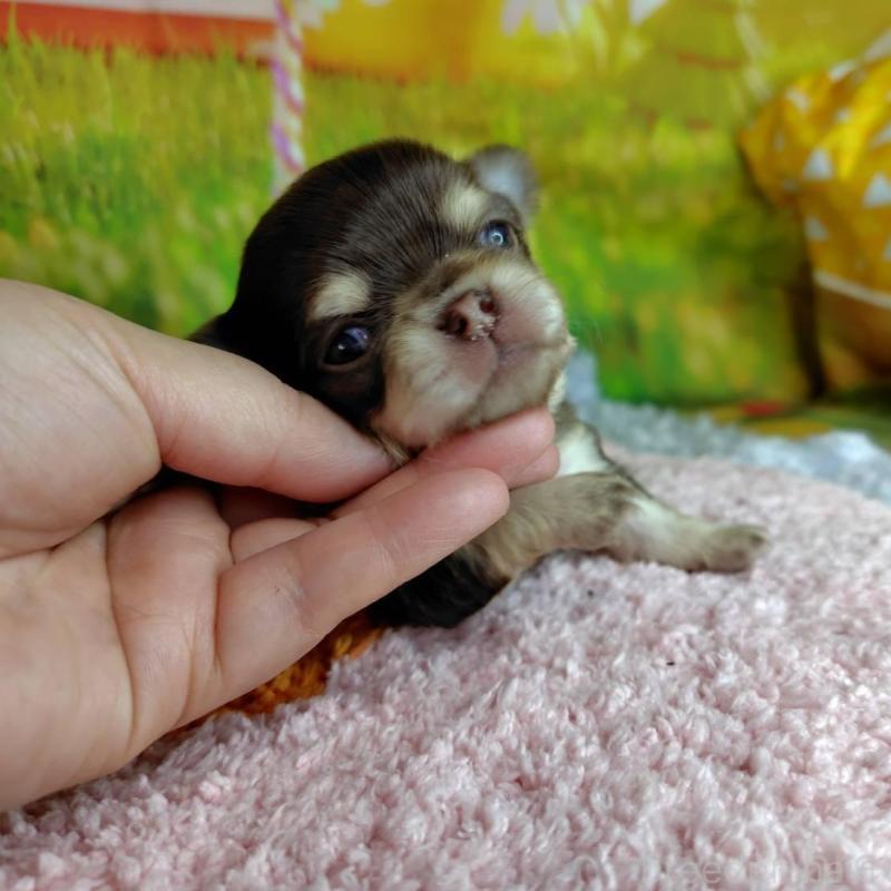 販売中の神奈川県のチワワ(ロングコート)-447984