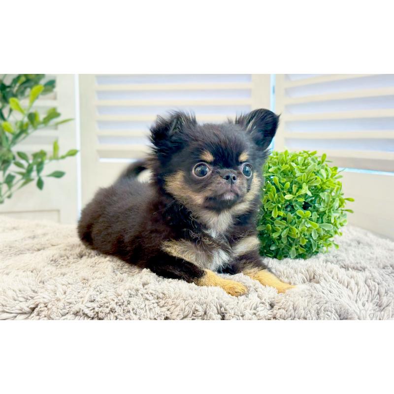 販売中の愛知県のチワワ(ロングコート)-441340の5枚目