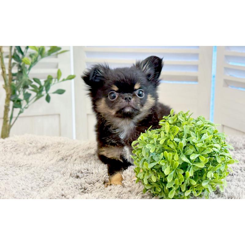 販売中の愛知県のチワワ(ロングコート)-441340の4枚目