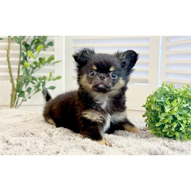 販売中の愛知県のチワワ(ロングコート)-441340の2枚目