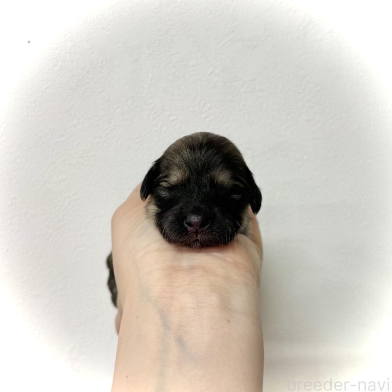 販売中の愛知県のマルックス:マルチーズ×ミニチュアダックスフンド-447986の5枚目