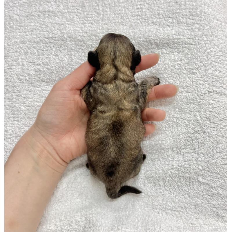 販売中の愛知県のマルックス:マルチーズ×ミニチュアダックスフンド-447986の4枚目