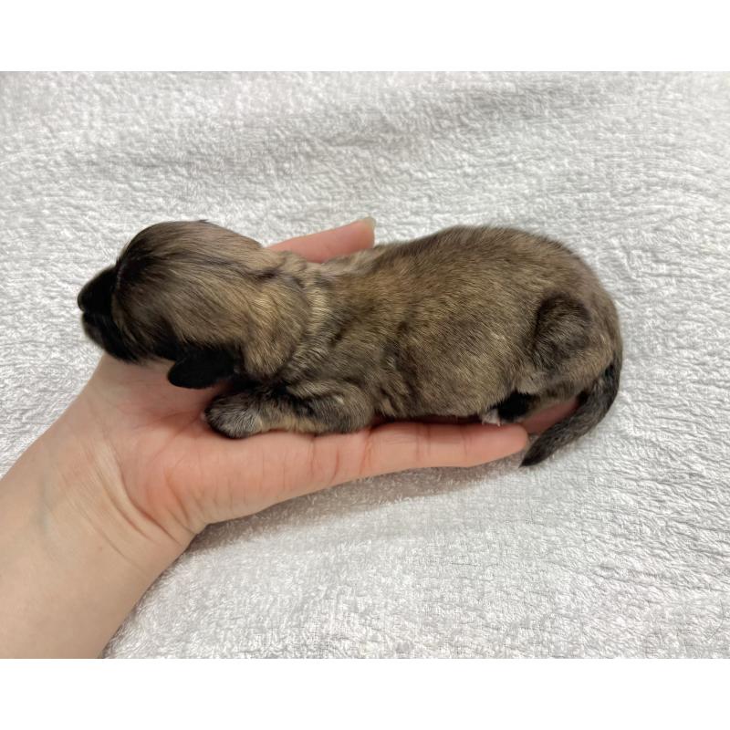 販売中の愛知県のマルックス:マルチーズ×ミニチュアダックスフンド-447986の3枚目