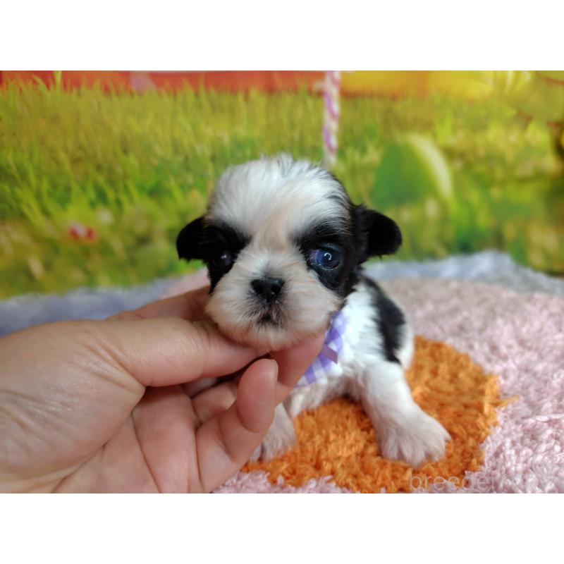 販売中の神奈川県のシーズー-447985の5枚目