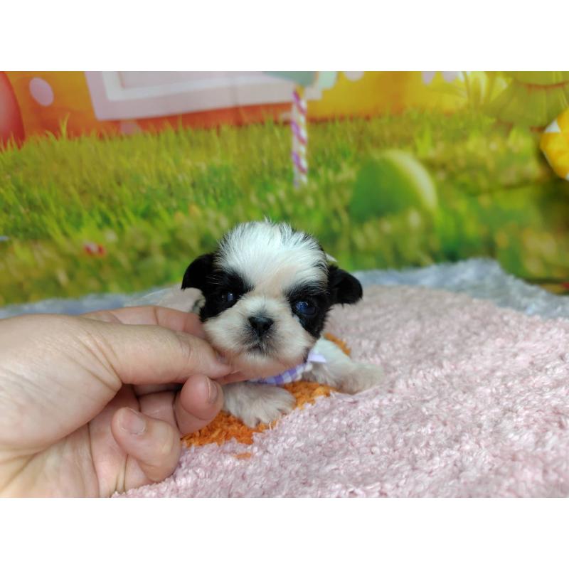 販売中の神奈川県のシーズー-447985の4枚目