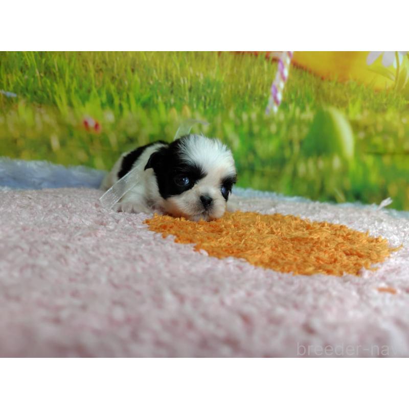 販売中の神奈川県のシーズー-447985の2枚目