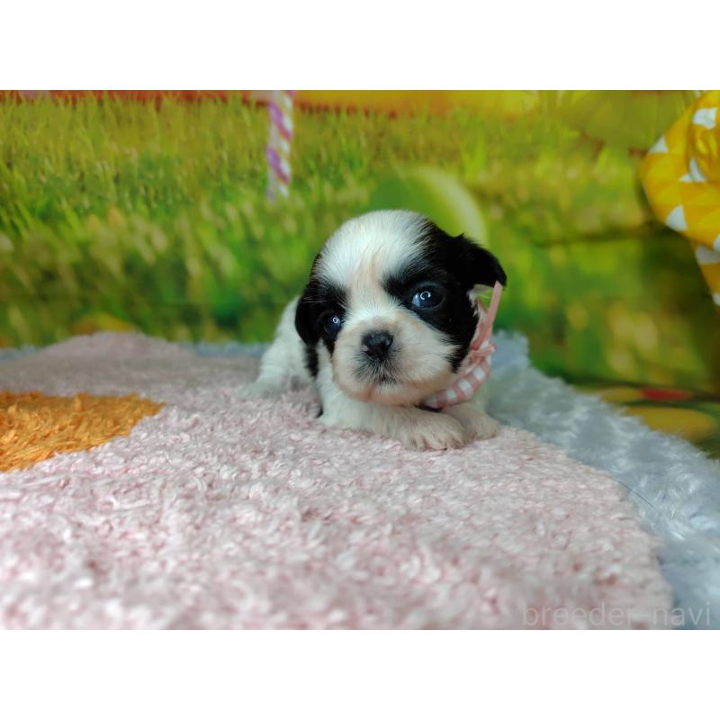 販売中の神奈川県のシーズー-447987の7枚目