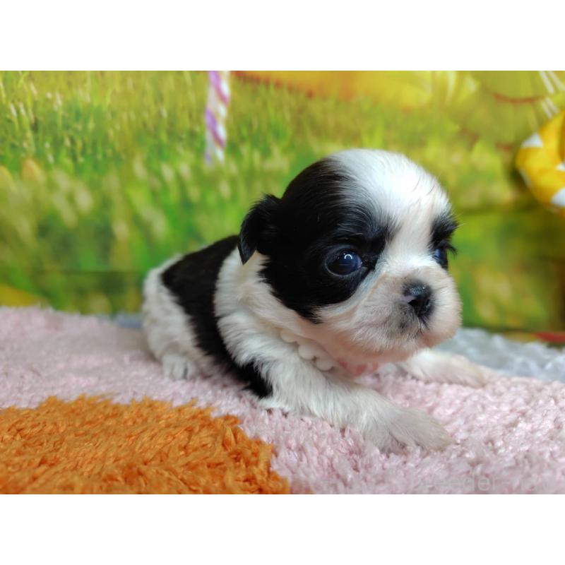 販売中の神奈川県のシーズー-447987の5枚目