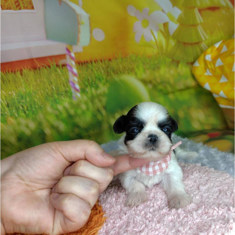 販売中の神奈川県のシーズー-447987の6枚目