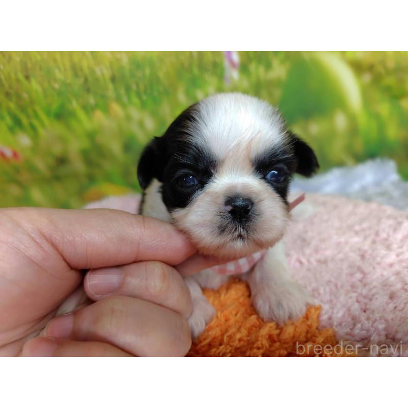 販売中の神奈川県のシーズー-447987の4枚目