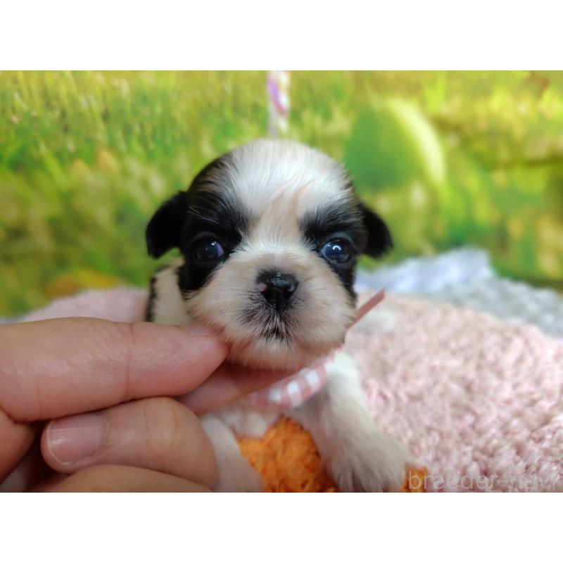 販売中の神奈川県のシーズー-447987の3枚目