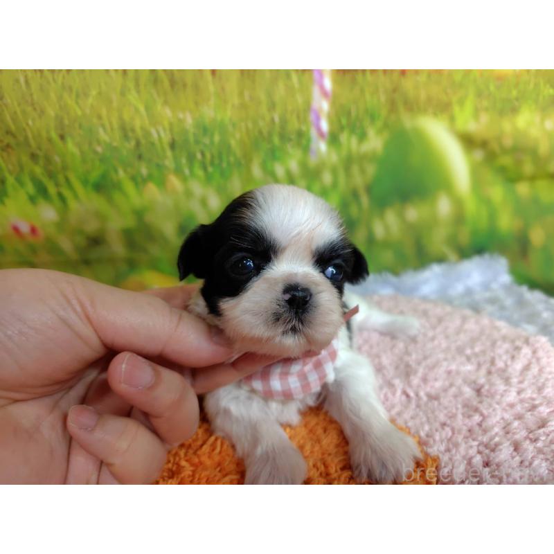 販売中の神奈川県のシーズー-447987の2枚目