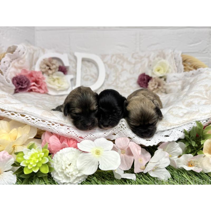 販売中の愛知県のマルックス:マルチーズ×ミニチュアダックスフンド-447988の6枚目