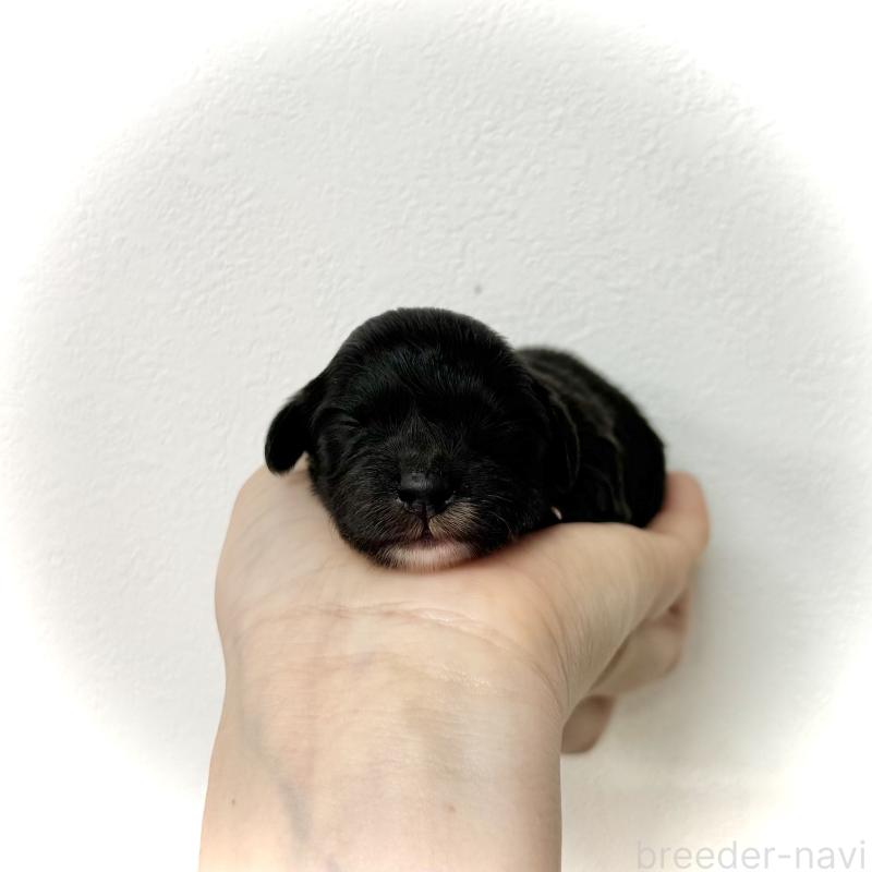 販売中の愛知県のマルックス:マルチーズ×ミニチュアダックスフンド-447988の5枚目