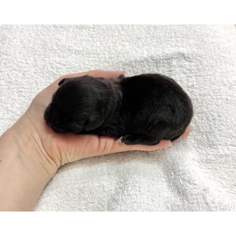 販売中の愛知県のマルックス:マルチーズ×ミニチュアダックスフンド-447988の4枚目