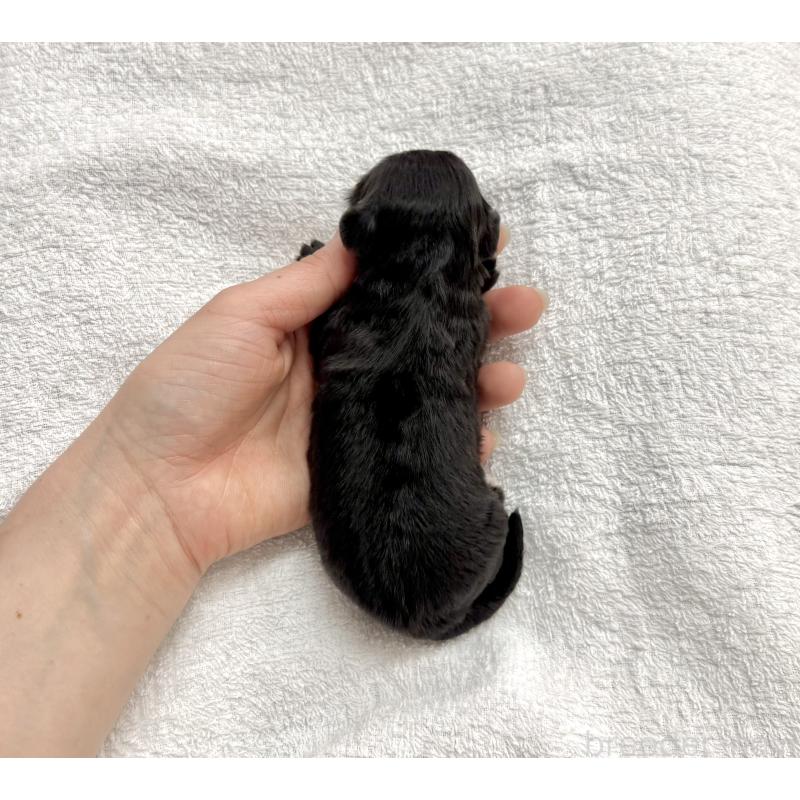 販売中の愛知県のマルックス:マルチーズ×ミニチュアダックスフンド-447988の3枚目