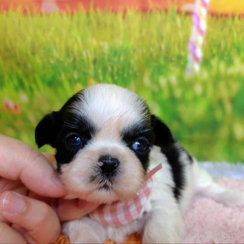 販売中の神奈川県のシーズー-447987