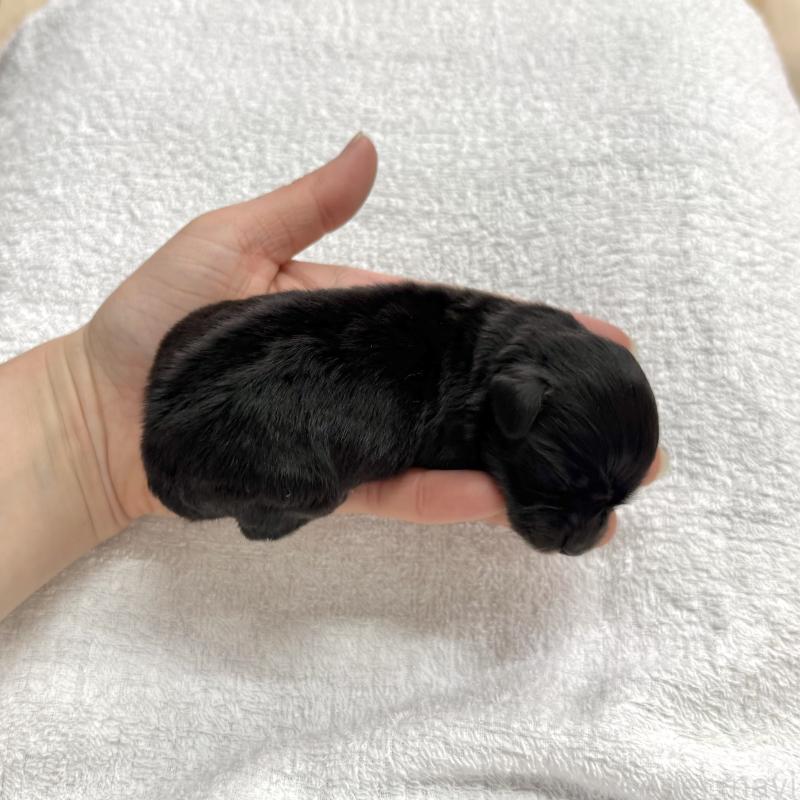 販売中の愛知県のマルックス:マルチーズ×ミニチュアダックスフンド-447988の2枚目