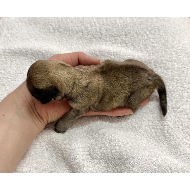 販売中の愛知県のマルックス:マルチーズ×ミニチュアダックスフンド-447989の4枚目