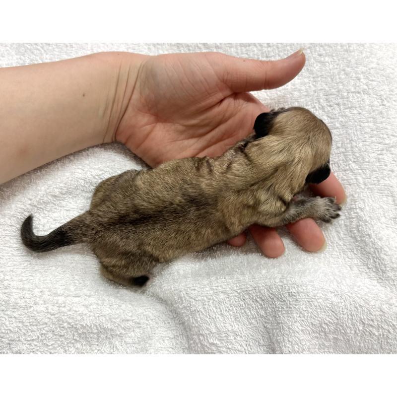 販売中の愛知県のマルックス:マルチーズ×ミニチュアダックスフンド-447989の3枚目