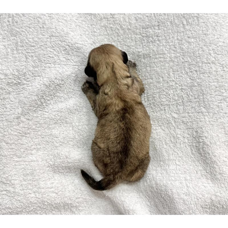 販売中の愛知県のマルックス:マルチーズ×ミニチュアダックスフンド-447989の2枚目