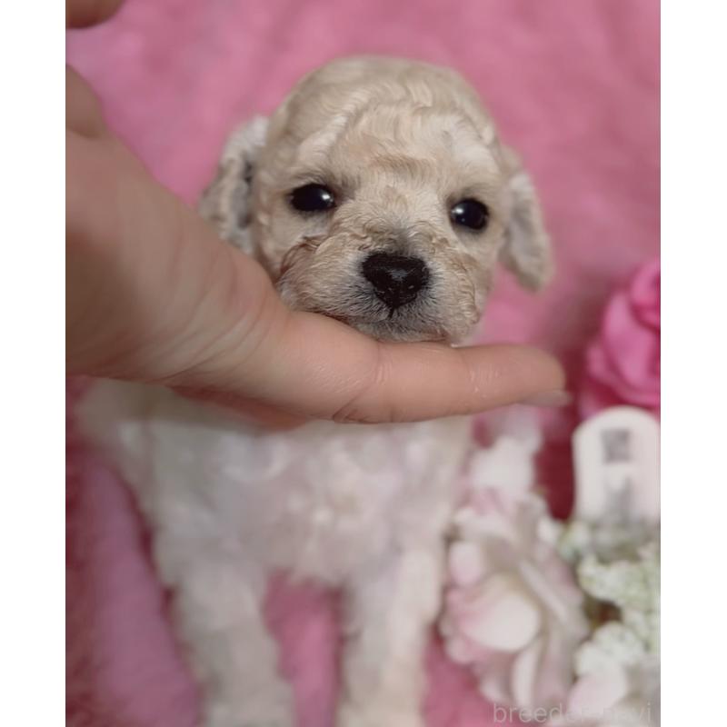 販売中の香川県のタイニープードル-447992
