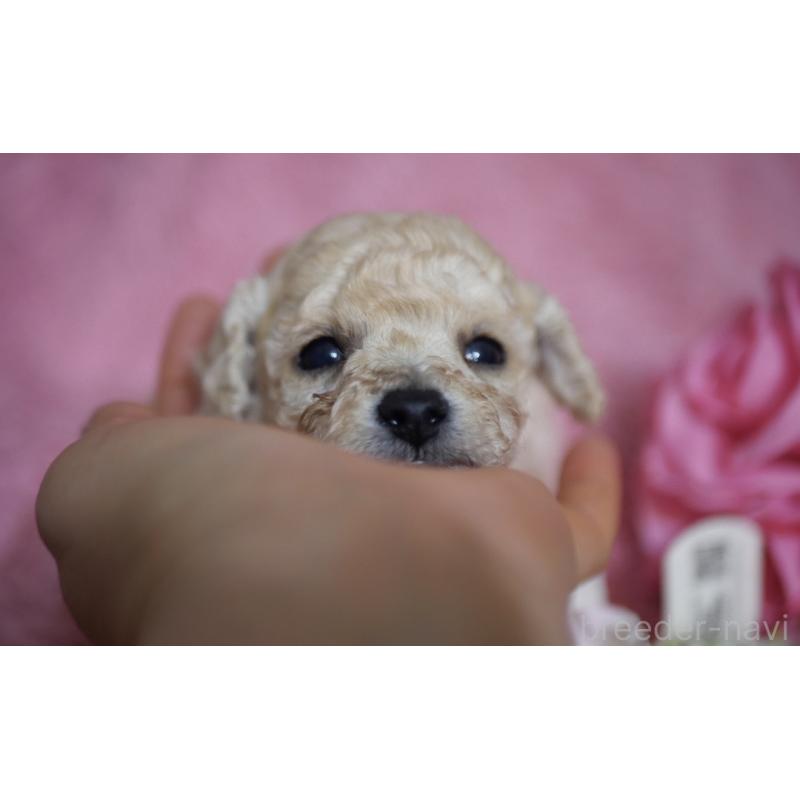 販売中の香川県のタイニープードル-447992の4枚目
