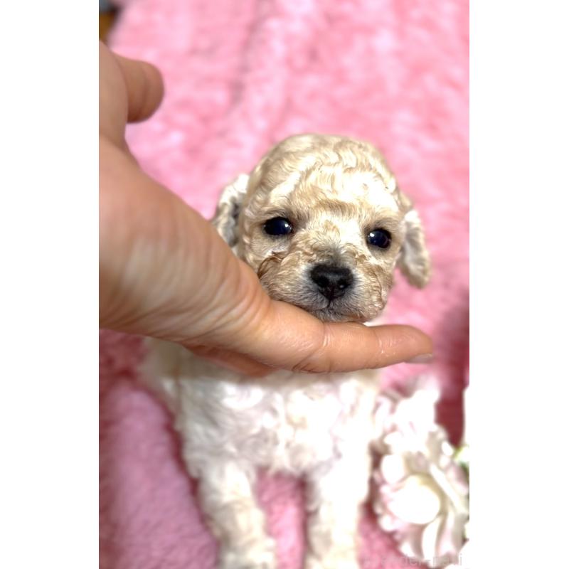 販売中の香川県のタイニープードル-447992の3枚目