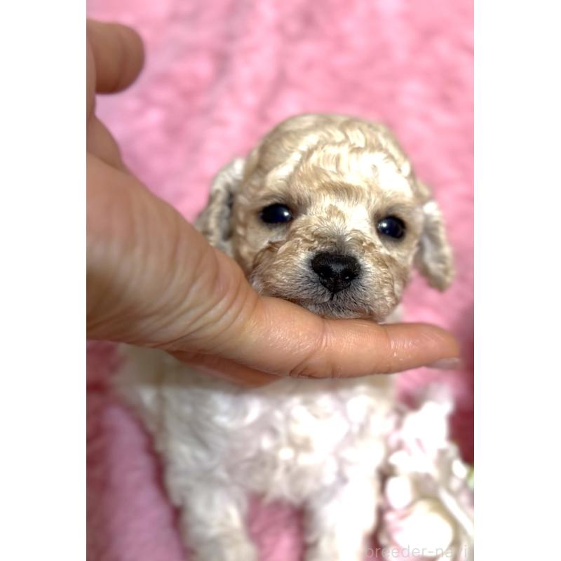 販売中の香川県のタイニープードル-447992の2枚目
