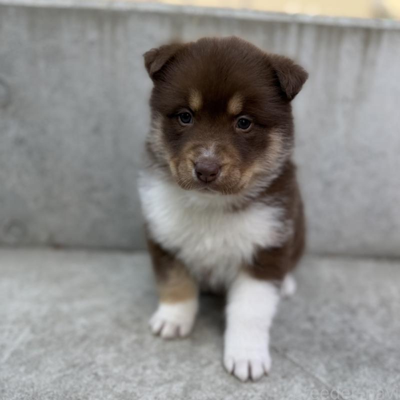 販売中の山梨県のオゥスキー:オーストラリアンシェパード×ハスキー-441734