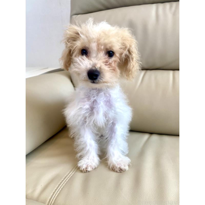 販売中の東京都のビションプー:ビションフリーゼ×トイプードル-430970の13枚目