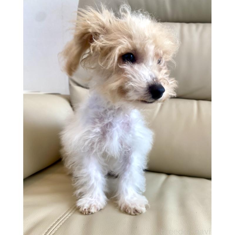 販売中の東京都のビションプー:ビションフリーゼ×トイプードル-430970の12枚目