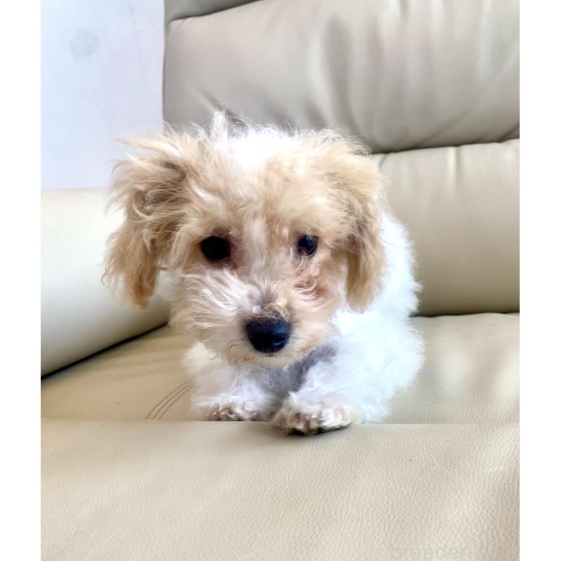 販売中の東京都のビションプー:ビションフリーゼ×トイプードル-430970の11枚目