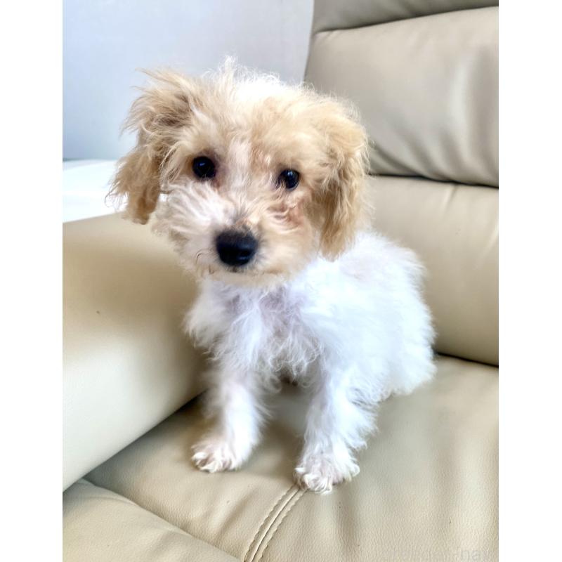 販売中の東京都のビションプー:ビションフリーゼ×トイプードル-430970の10枚目