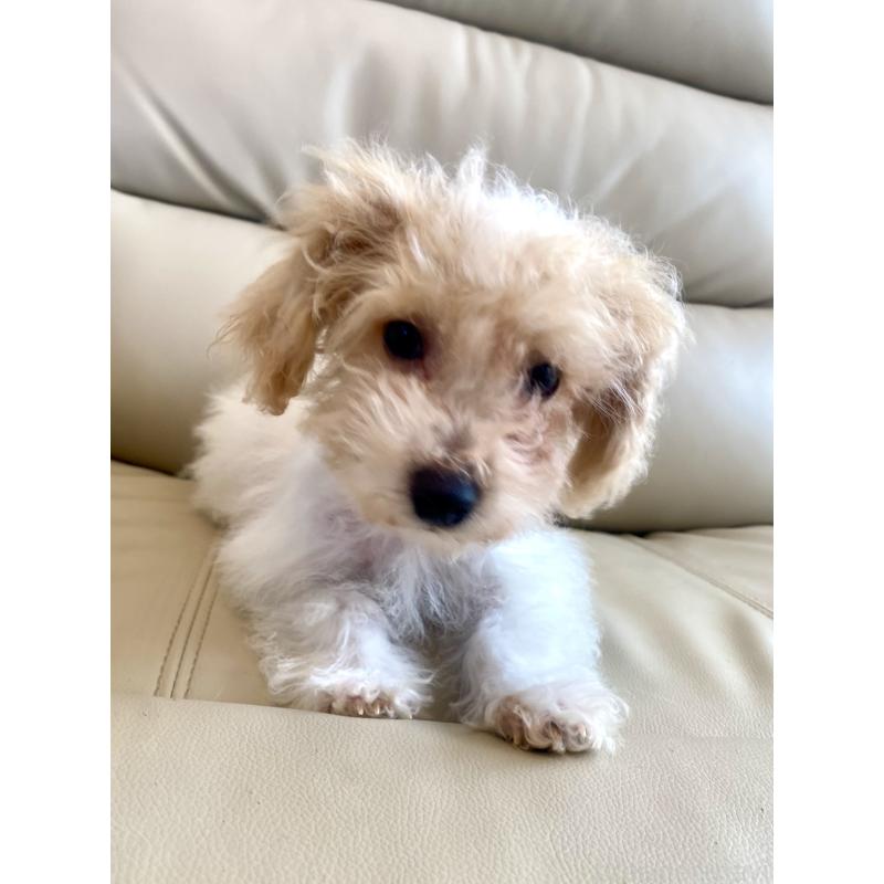 販売中の東京都のビションプー:ビションフリーゼ×トイプードル-430970の9枚目