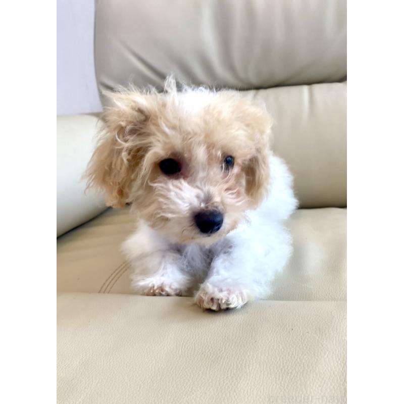 販売中の東京都のビションプー:ビションフリーゼ×トイプードル-430970の8枚目