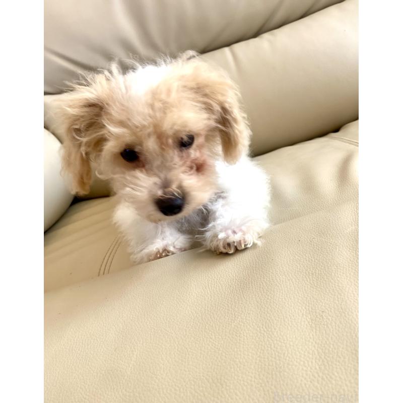 販売中の東京都のビションプー:ビションフリーゼ×トイプードル-430970の7枚目