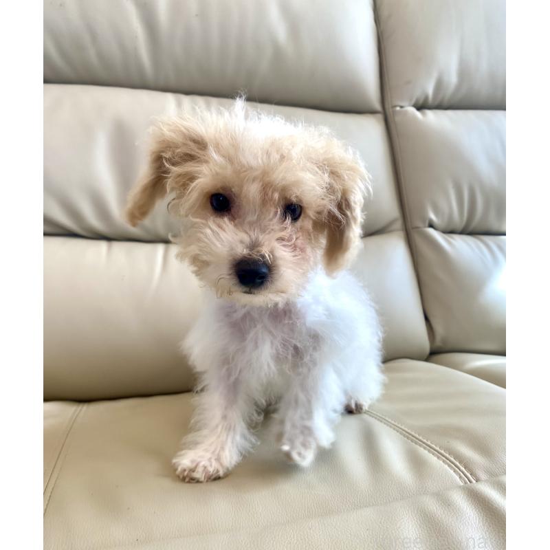 販売中の東京都のビションプー:ビションフリーゼ×トイプードル-430970の6枚目