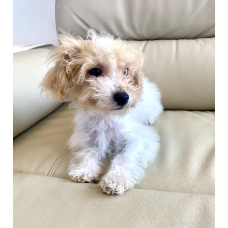 販売中の東京都のビションプー:ビションフリーゼ×トイプードル-430970の5枚目