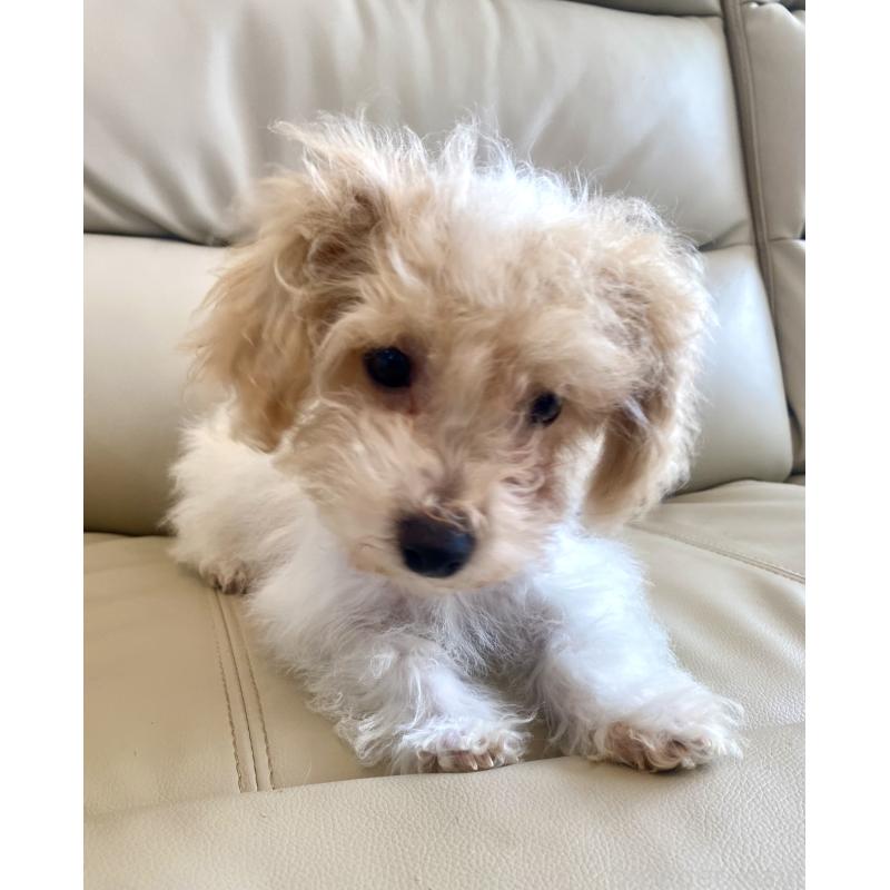 販売中の東京都のビションプー:ビションフリーゼ×トイプードル-430970の4枚目