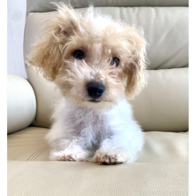 販売中の東京都のビションプー:ビションフリーゼ×トイプードル-430970の1枚目