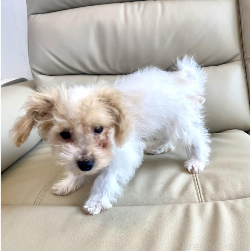 販売中の東京都のビションプー:ビションフリーゼ×トイプードル-430970の3枚目