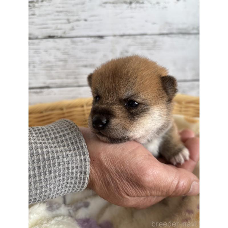 販売中の静岡県の豆柴-447995の10枚目