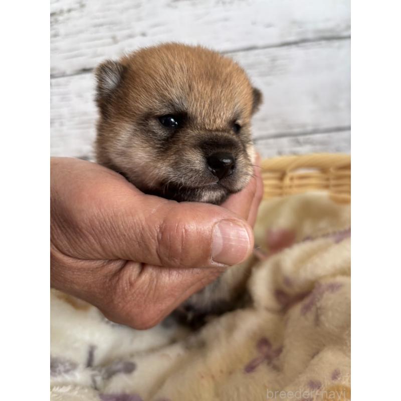 販売中の静岡県の豆柴-447995の9枚目