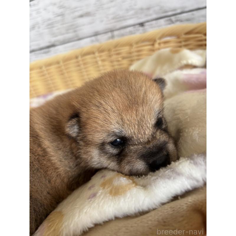 販売中の静岡県の豆柴-447995の7枚目